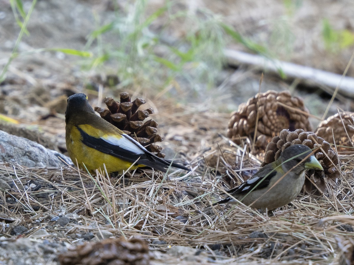 Evening Grosbeak - ML637623876