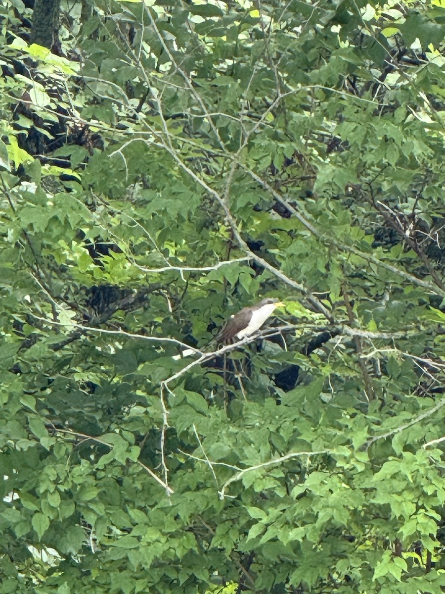 Yellow-billed Cuckoo - ML637623891