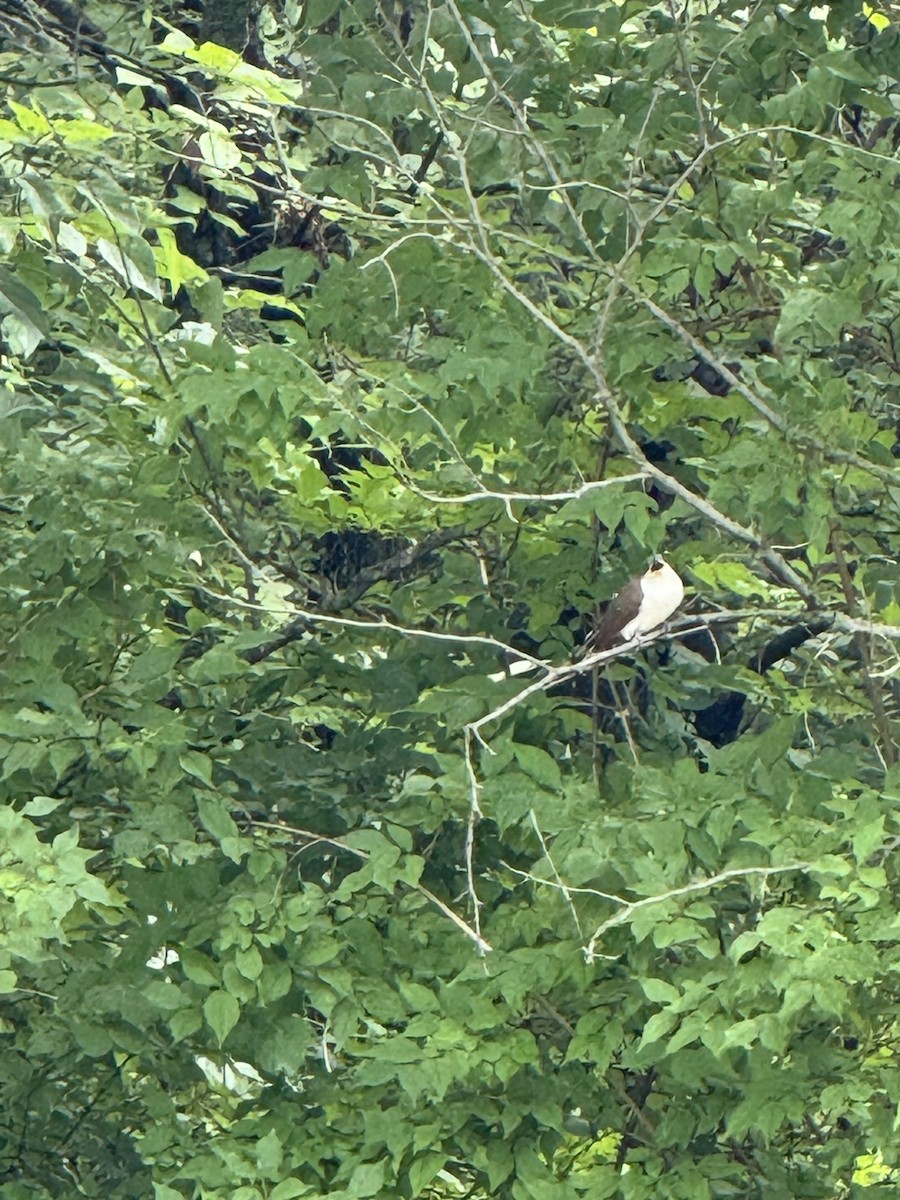 Yellow-billed Cuckoo - ML637623892