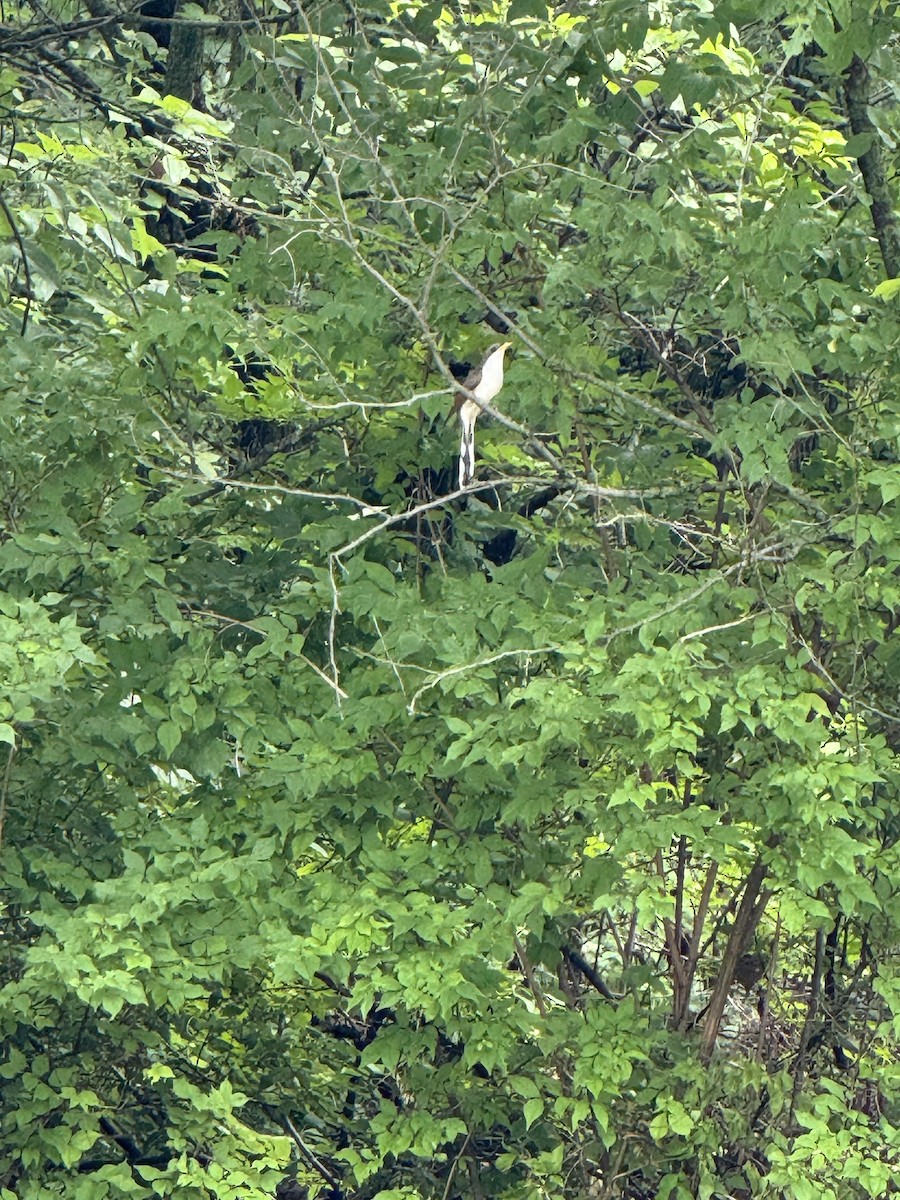 Yellow-billed Cuckoo - ML637623893