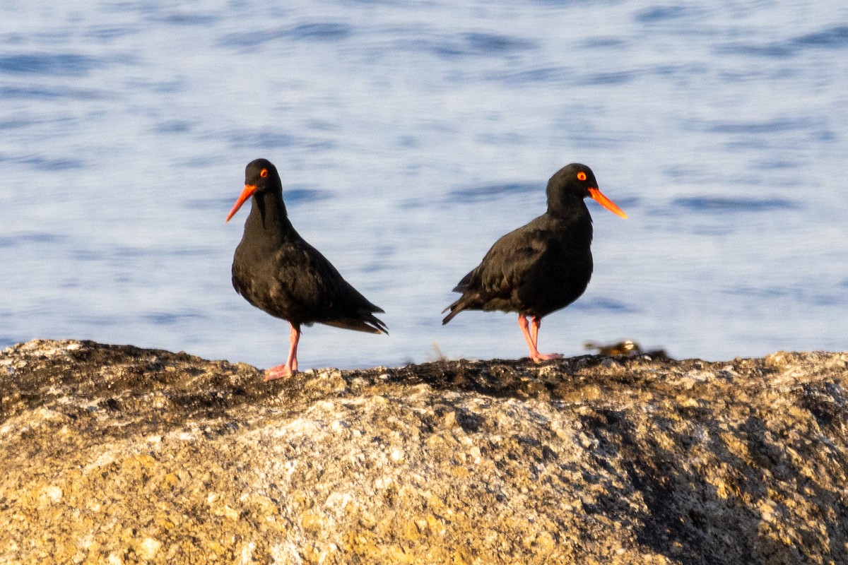 African Oystercatcher - ML637623898