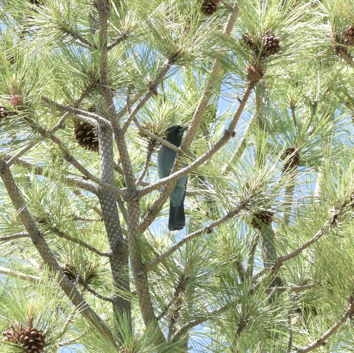 Steller's Jay - ML637623903