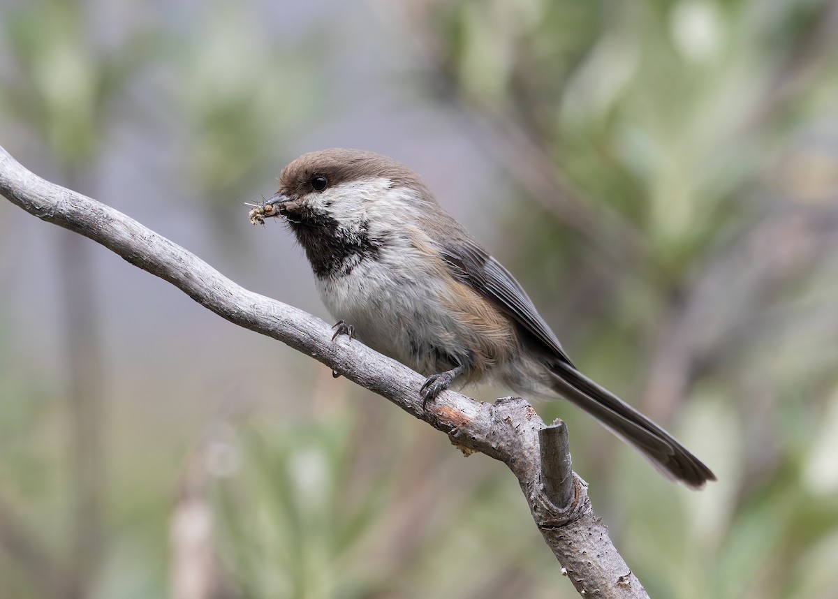 Gray-headed Chickadee - ML637623944