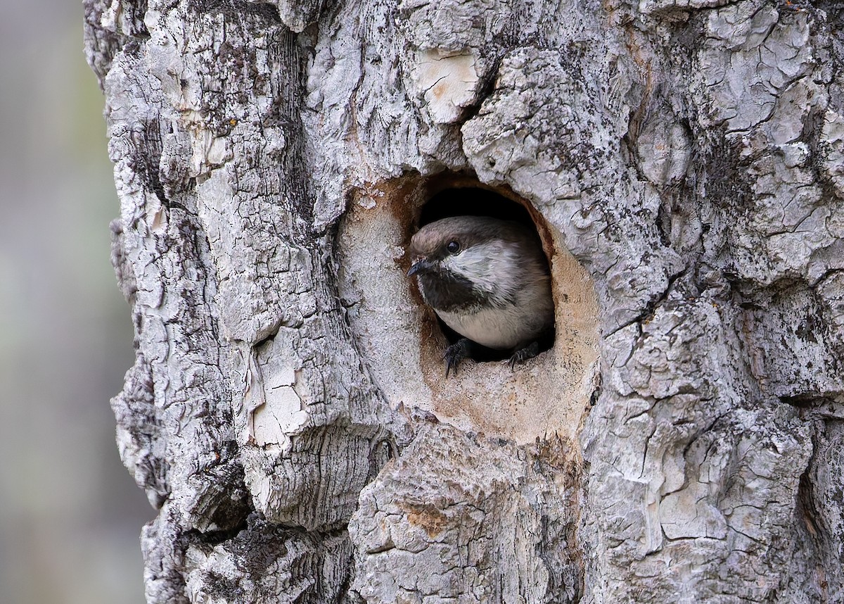 Gray-headed Chickadee - ML637623961