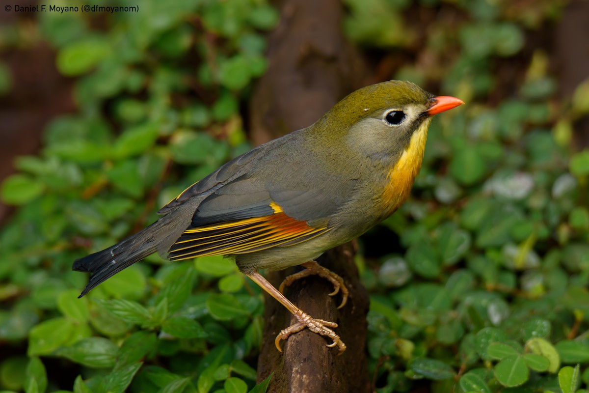 Red-billed Leiothrix - ML637623970