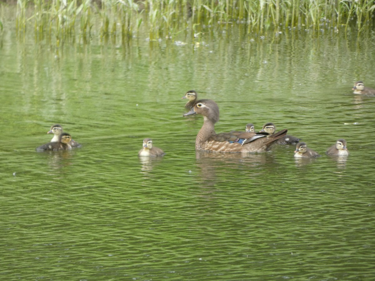 Wood Duck - ML637624015