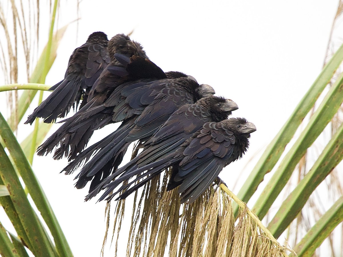 Smooth-billed Ani - ML637624082