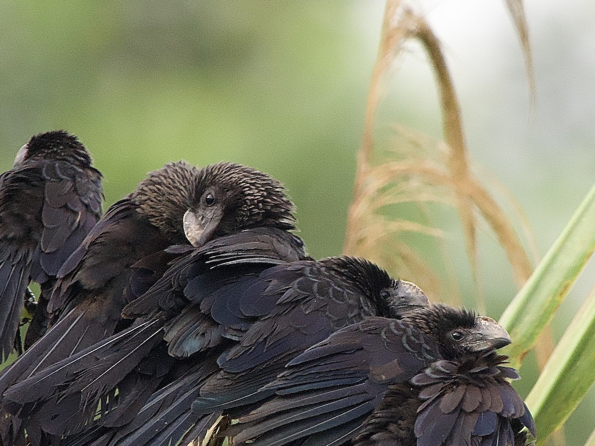 Smooth-billed Ani - ML637624083