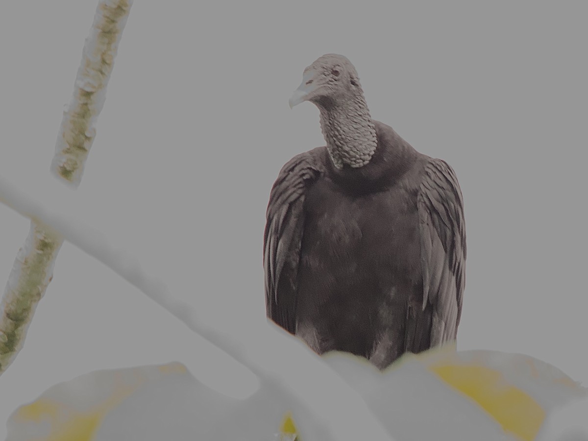 Black Vulture - ML637624089