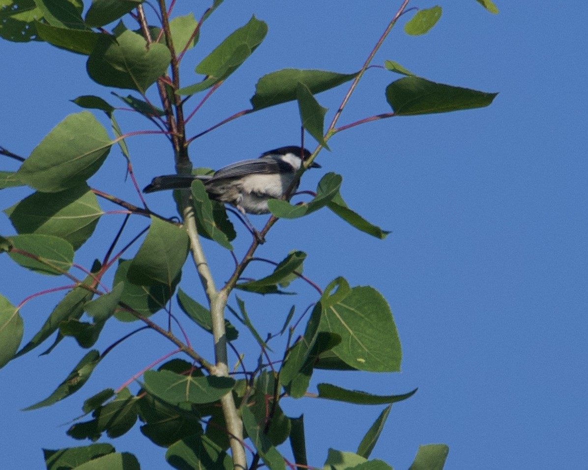 Black-capped Chickadee - ML637624090