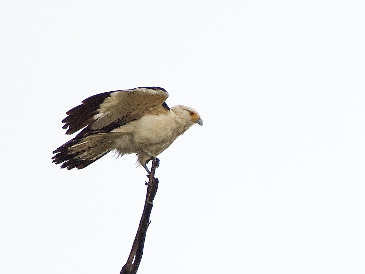 Yellow-headed Caracara - ML637624112