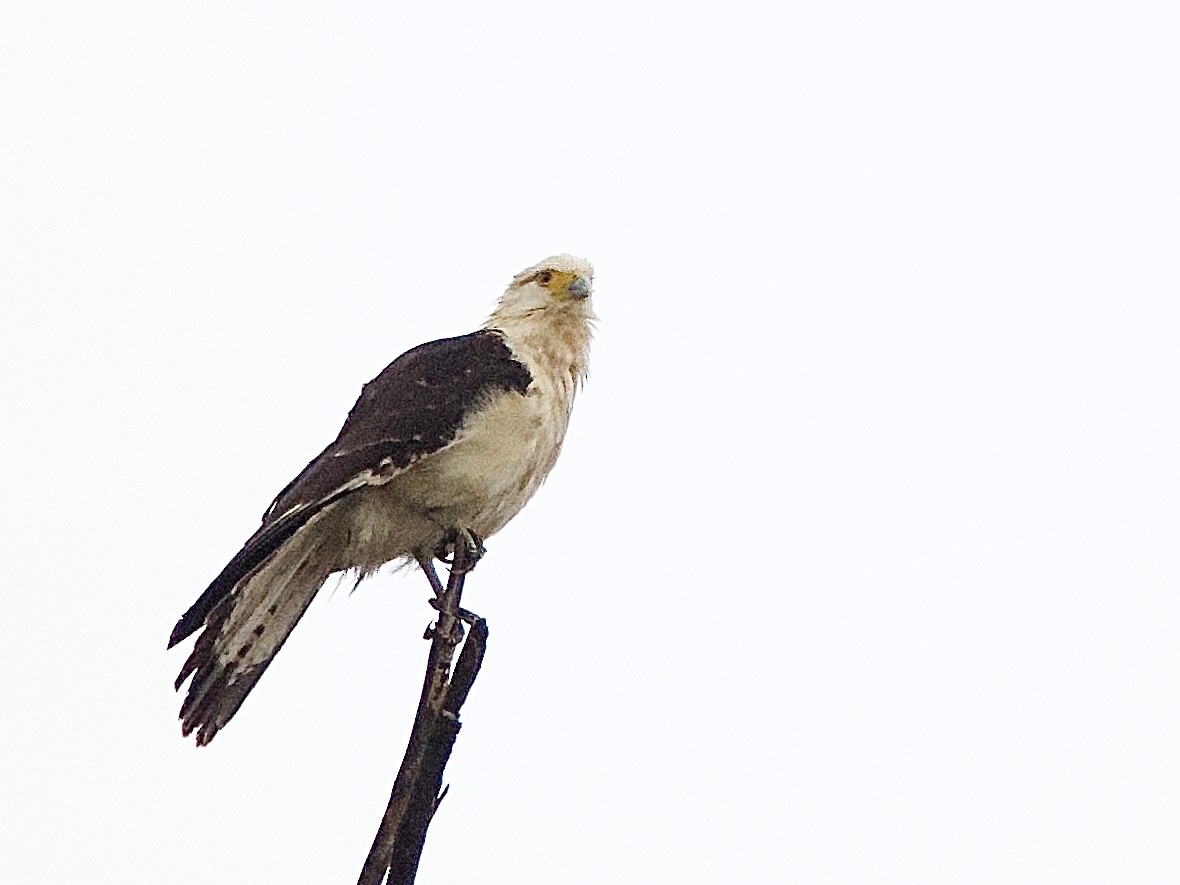 Yellow-headed Caracara - ML637624113