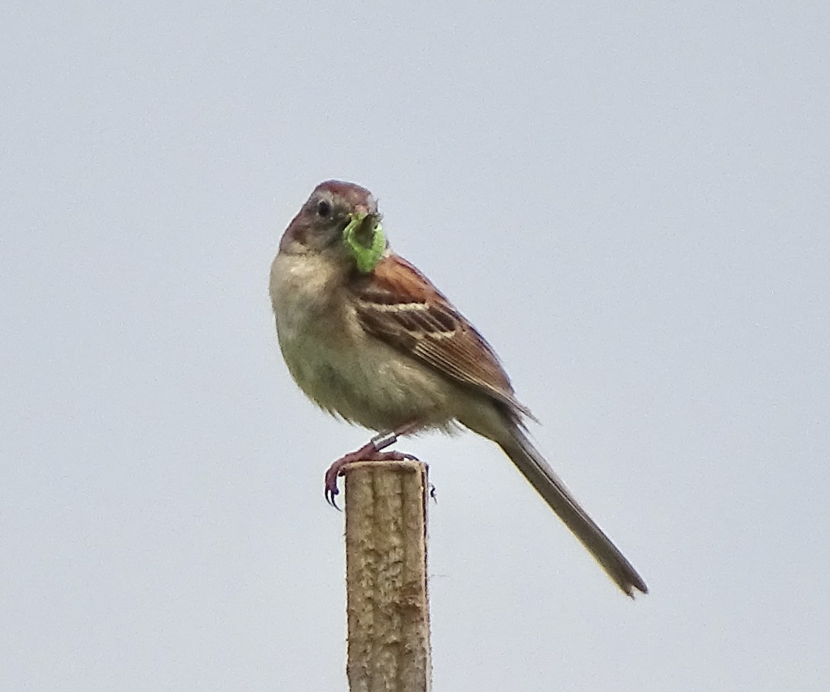 Field Sparrow - ML637624114