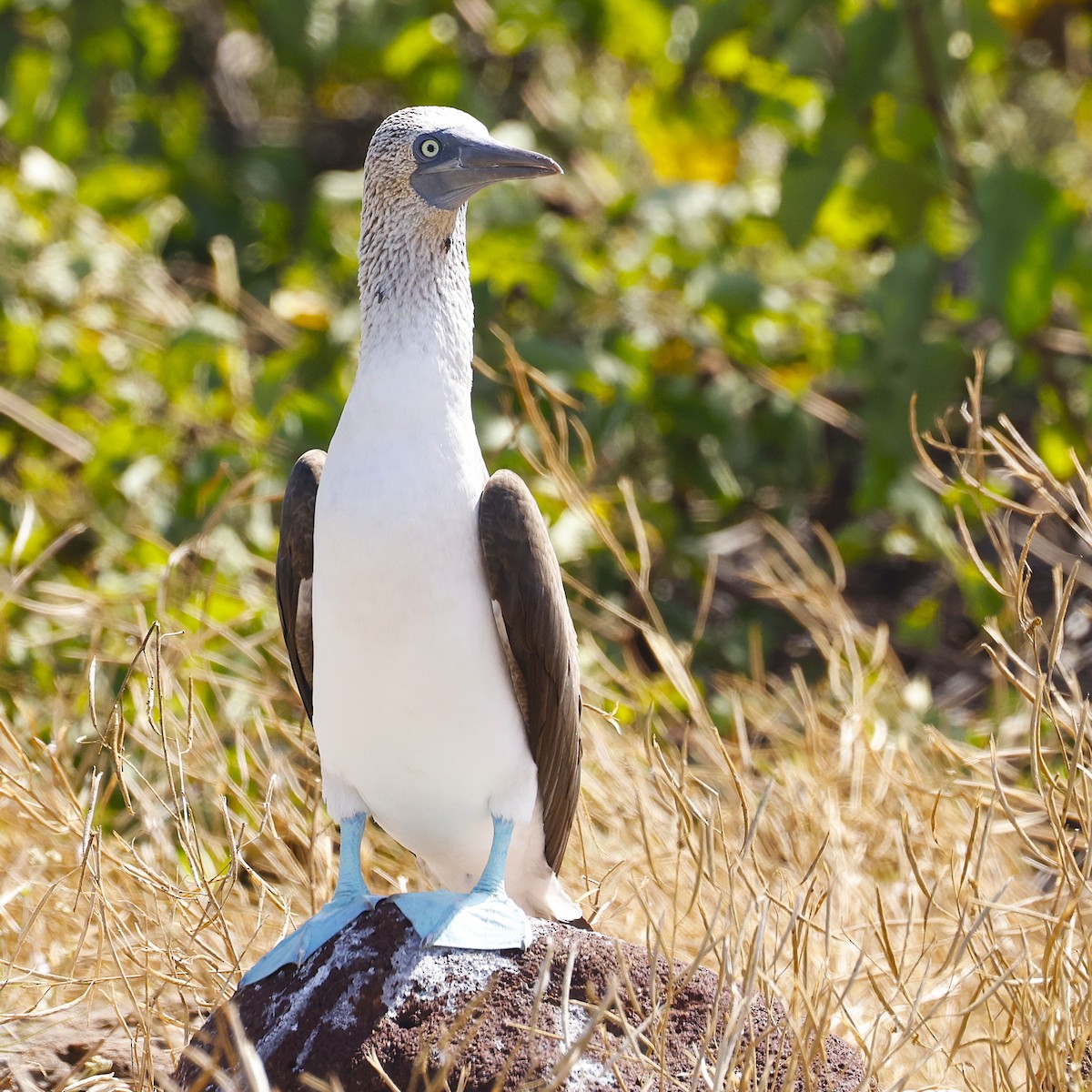 Blue-footed Booby - ML637624122