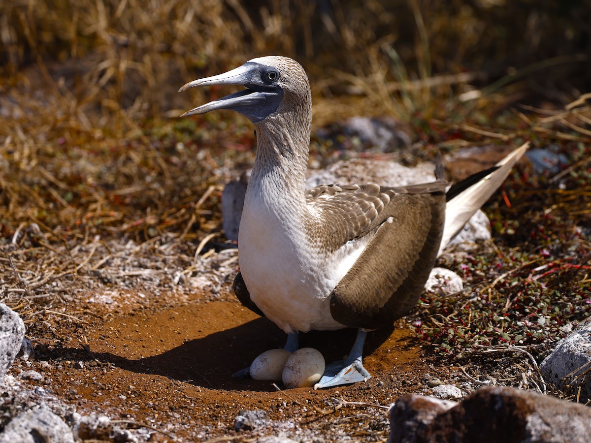 Blue-footed Booby - ML637624123