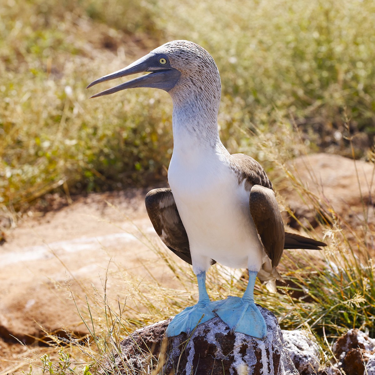 Blue-footed Booby - ML637624124