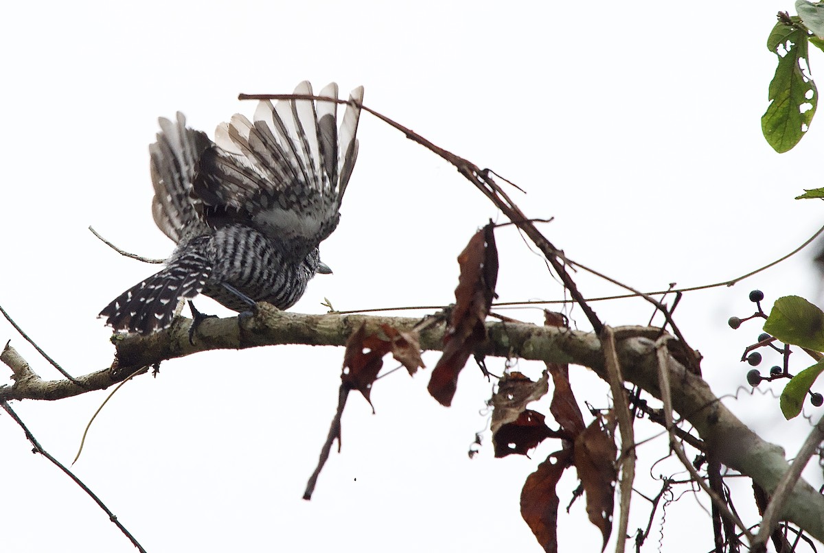 Barred Antshrike - ML637624125