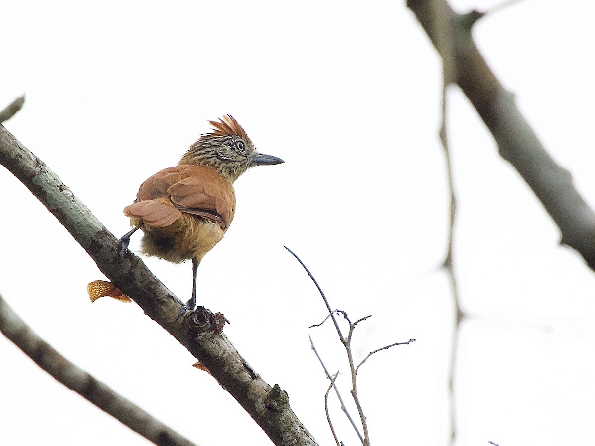 Barred Antshrike - ML637624126