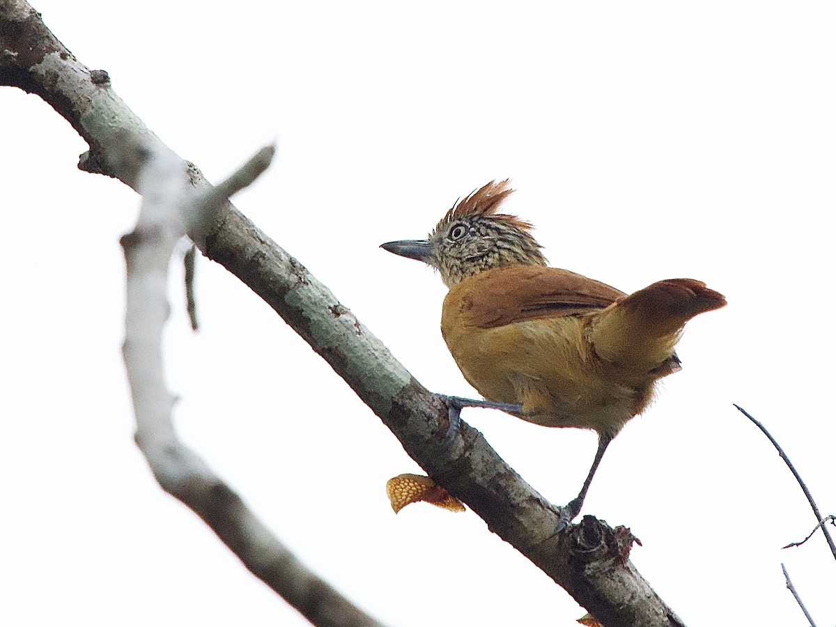Barred Antshrike - ML637624128