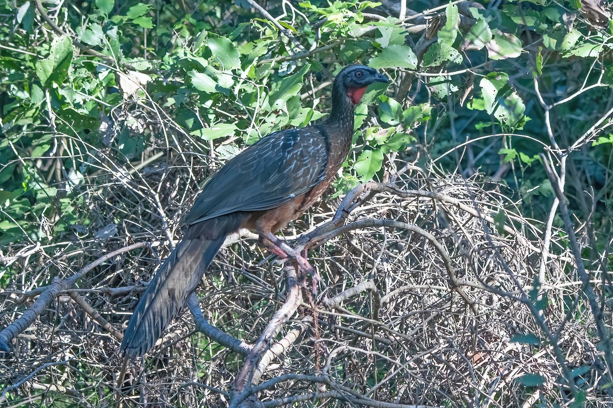 Chestnut-bellied Guan - ML637624133