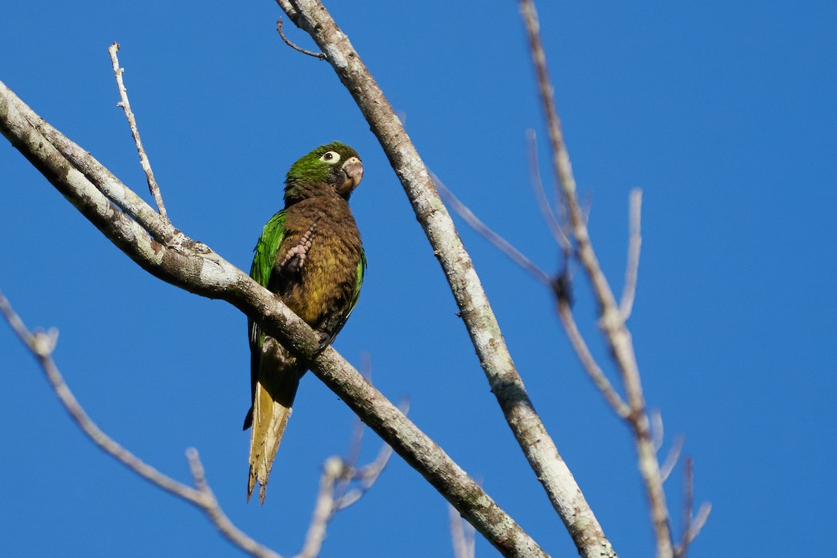 Conure naine - ML637624142