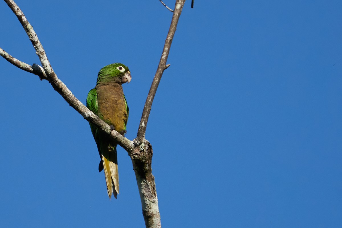 Conure naine - ML637624143