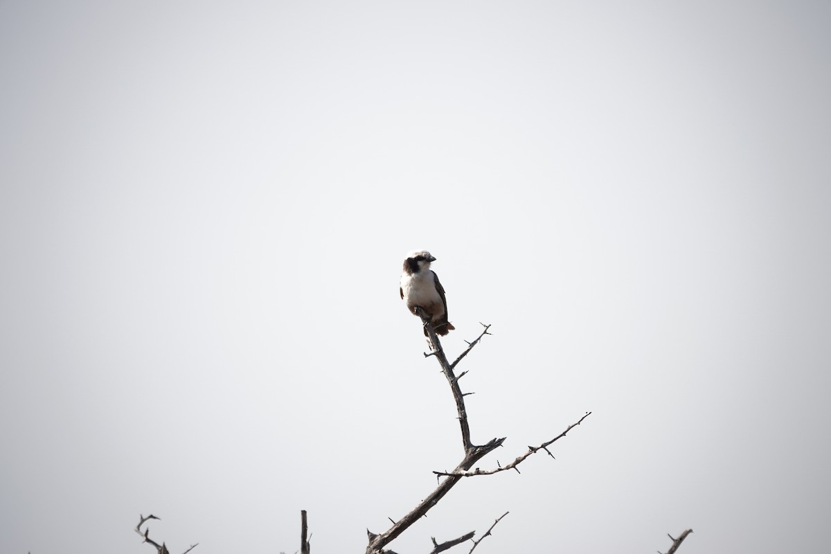 White-crowned Shrike - ML637624226