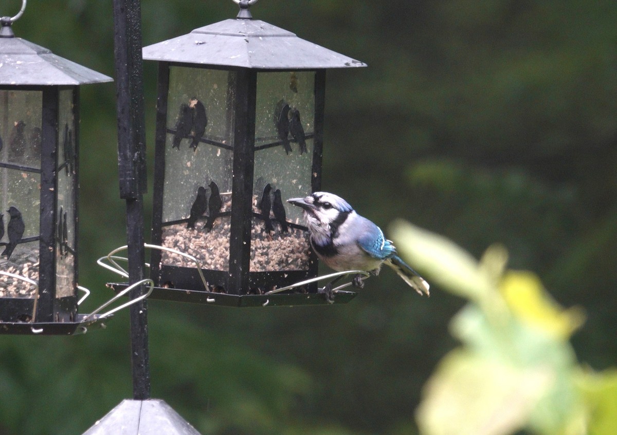 Blue Jay - ML637624261