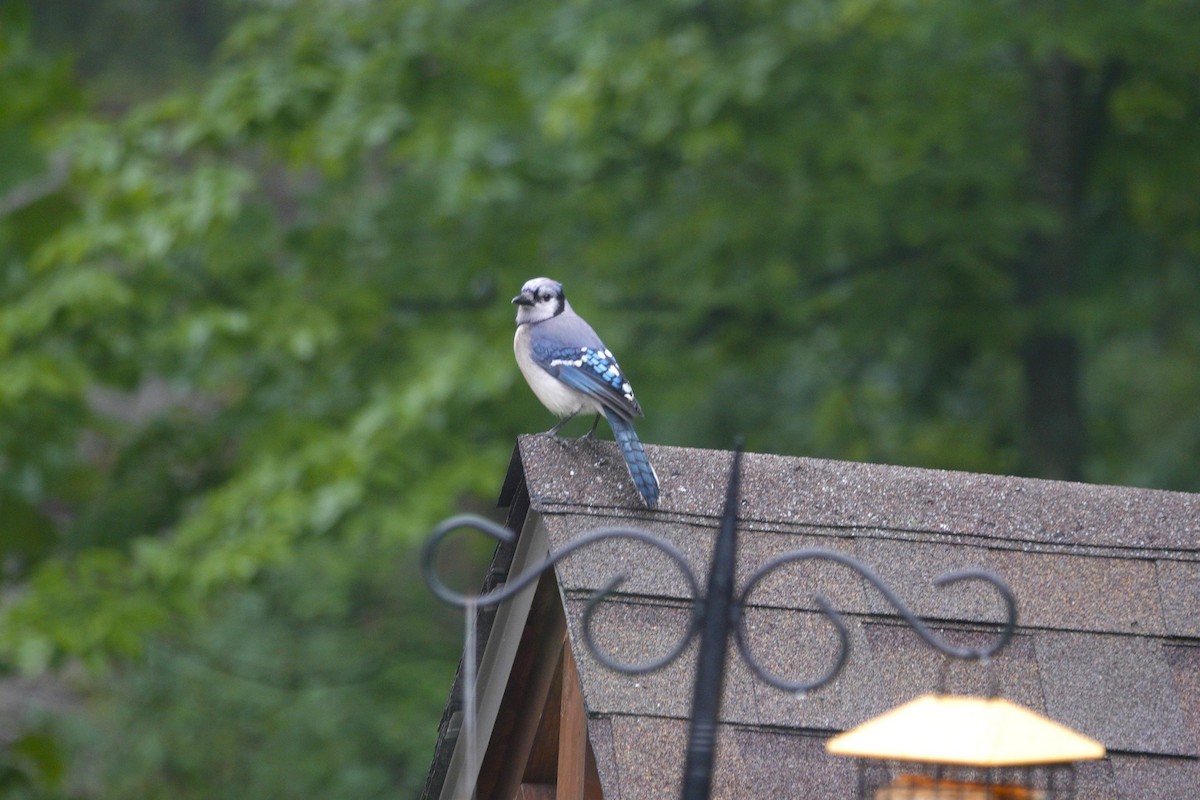 Blue Jay - ML637624262