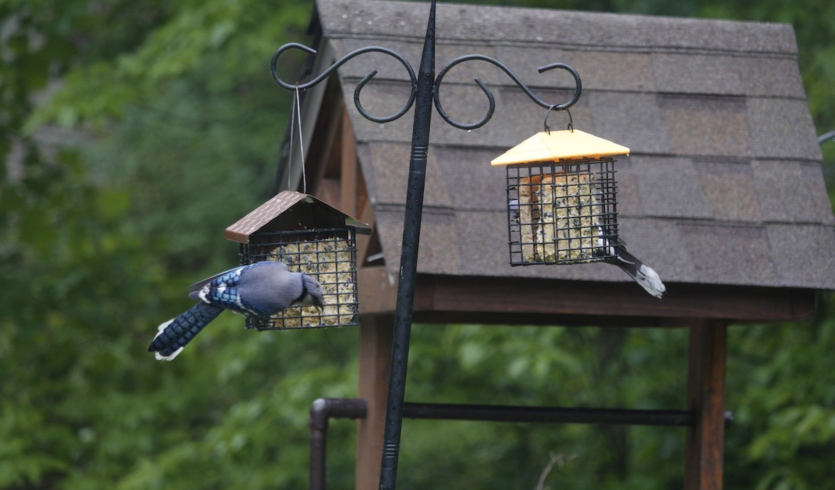 Blue Jay - ML637624263