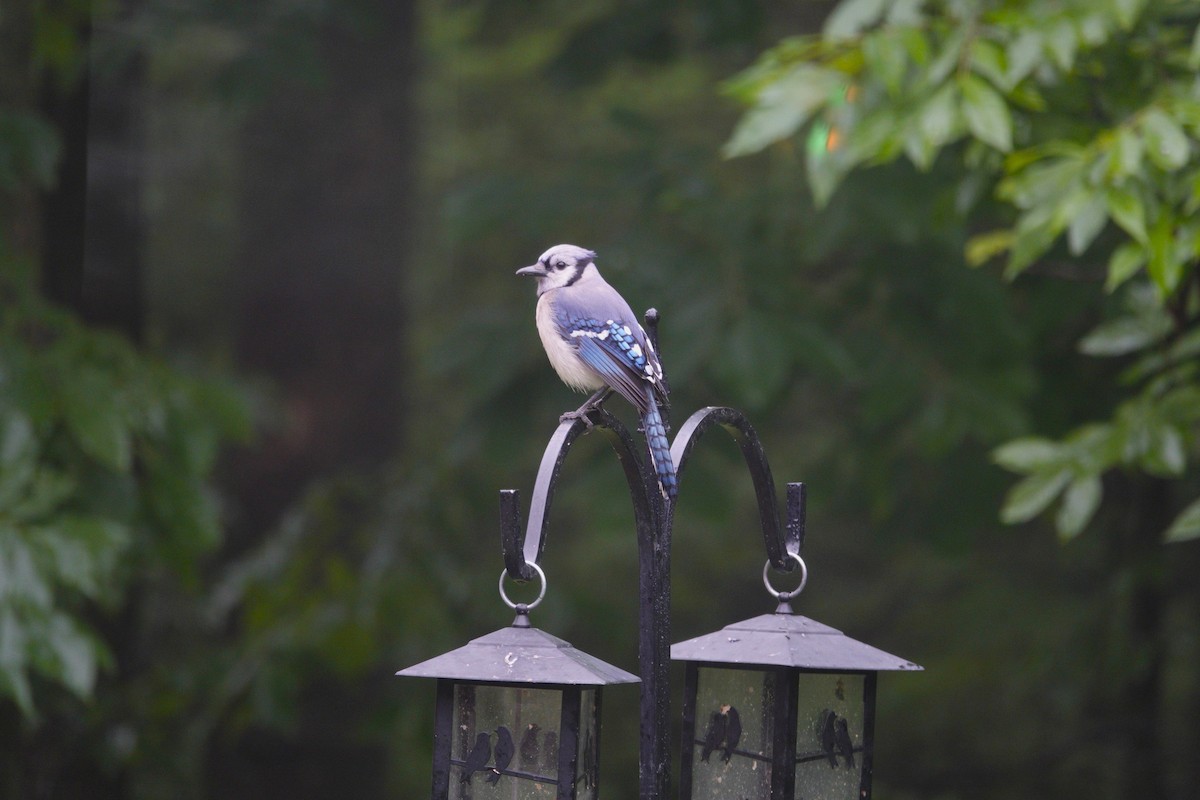 Blue Jay - ML637624264