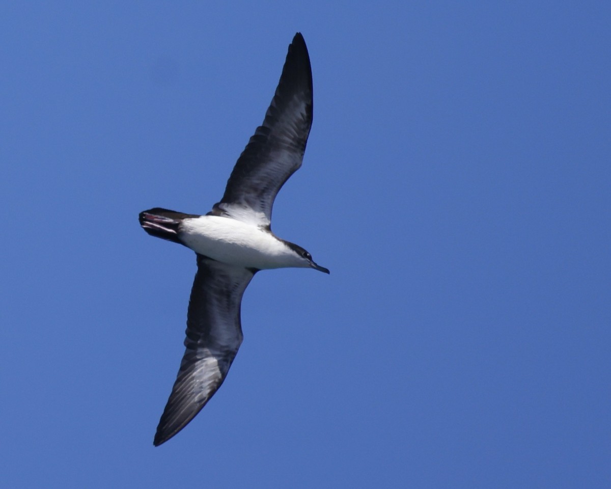 Galapagos Shearwater - ML637624323