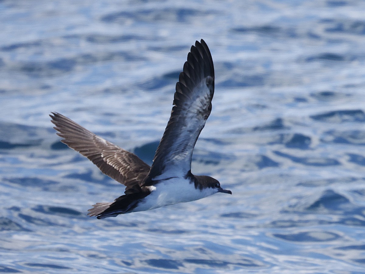 Galapagos Shearwater - ML637624324