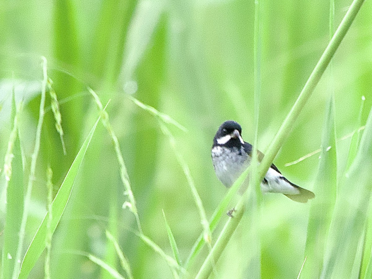 Lesson's Seedeater - ML637624339