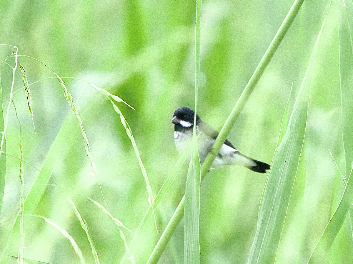 Lesson's Seedeater - ML637624340