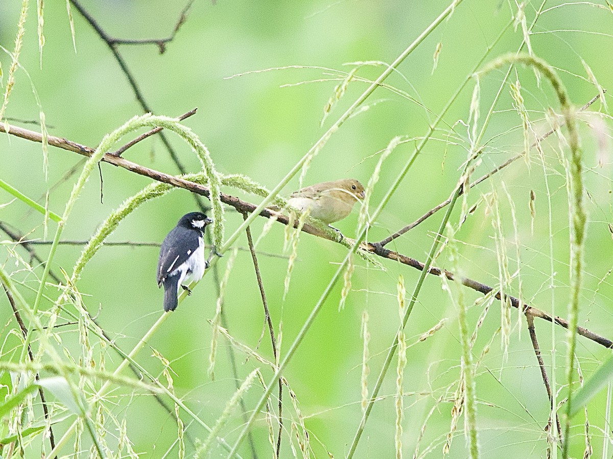 Lesson's Seedeater - ML637624341