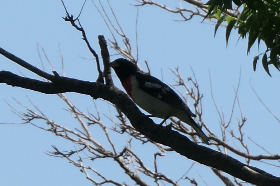ムネアカイカル - ML637624385
