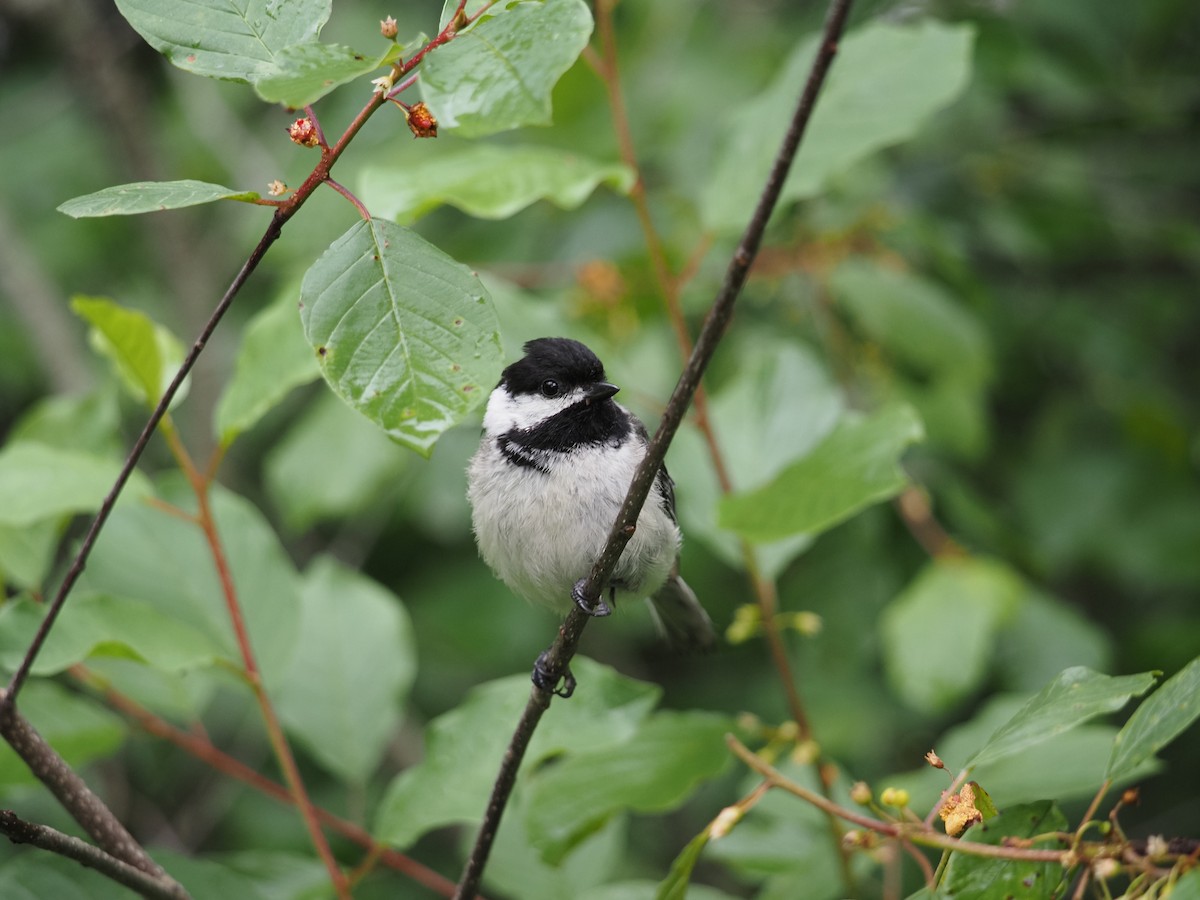 Black-capped Chickadee - ML637624409