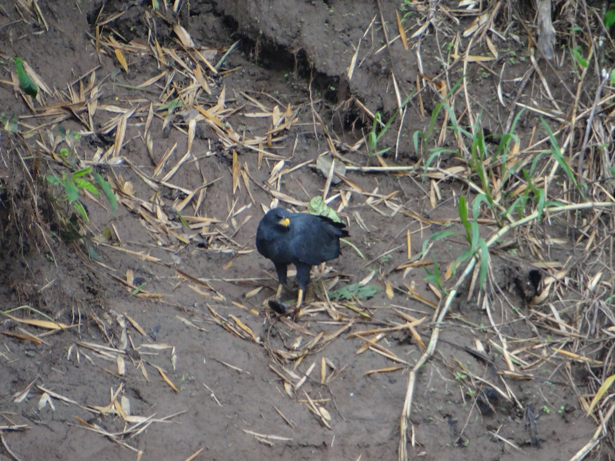 Common Black Hawk - ML63762441