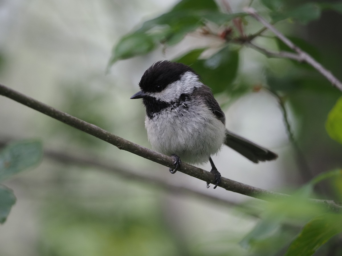 Black-capped Chickadee - ML637624410