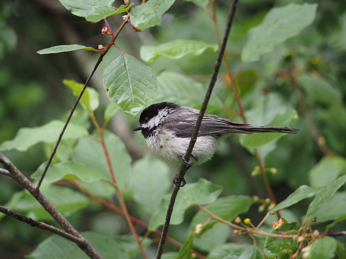 Black-capped Chickadee - ML637624411