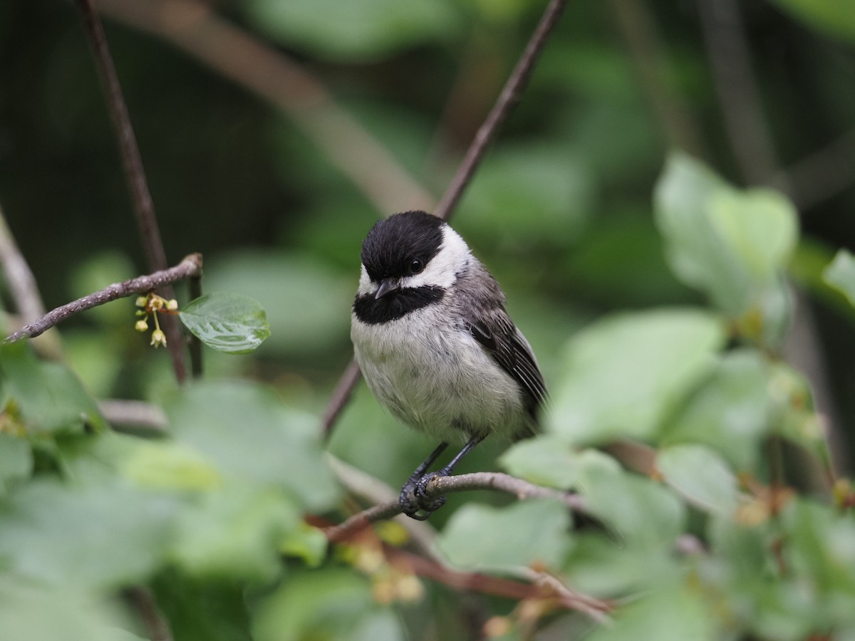 Black-capped Chickadee - ML637624412