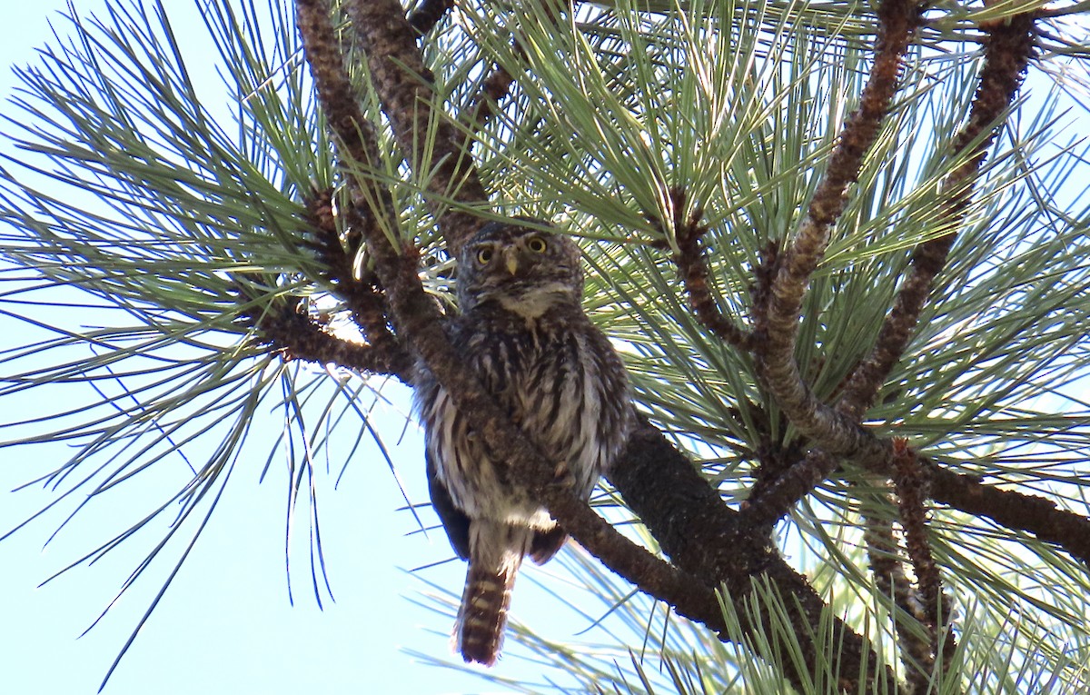 Northern Pygmy-Owl (Rocky Mts.) - ML637624458
