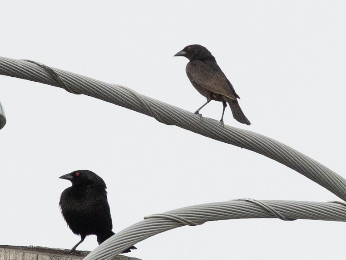 Bronzed Cowbird - ML637624466