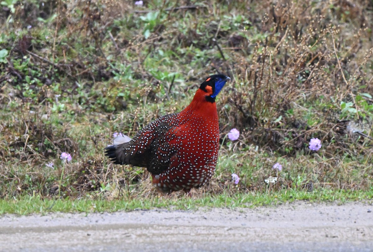 Satyr Tragopan - ML637624468