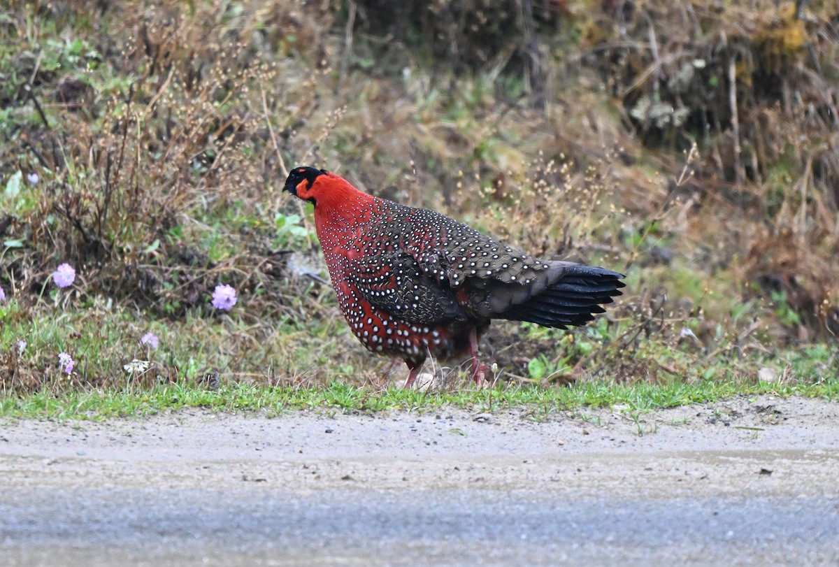 Satyr Tragopan - ML637624469