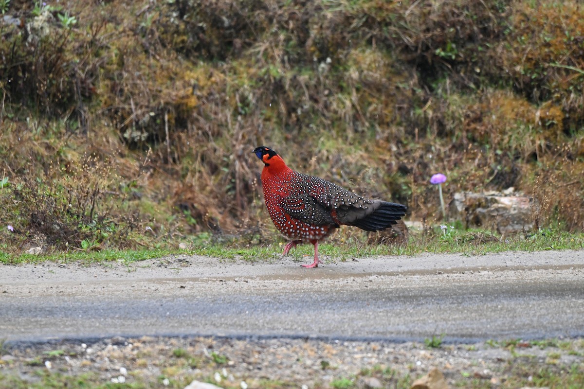 Satyr Tragopan - ML637624470