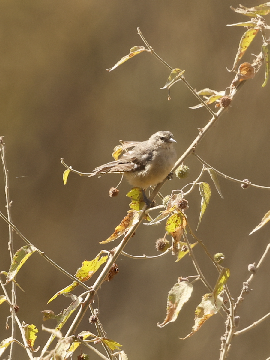 Cinereous Conebill - ML637624472