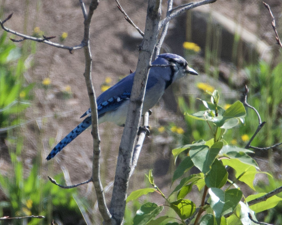 Blue Jay - ML637624480
