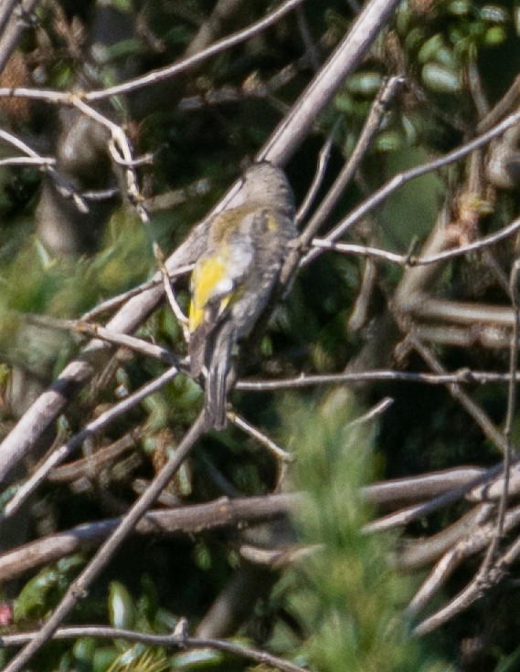 Lawrence's Goldfinch - ML637624502